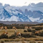 Chili : 10 étapes incontournables