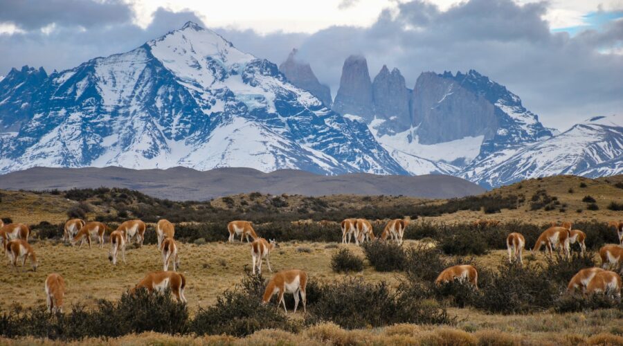 Chili : 10 étapes incontournables