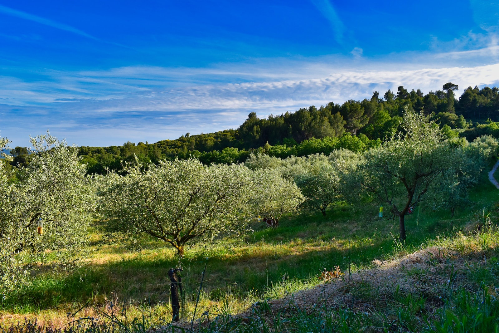 parc naturel régional du luberon