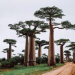 4 endroits paradisiaques à visiter lors d'un séjour à Madagascar