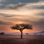Du Kilimandjaro à Zanzibar, la Tanzanie vous attend
