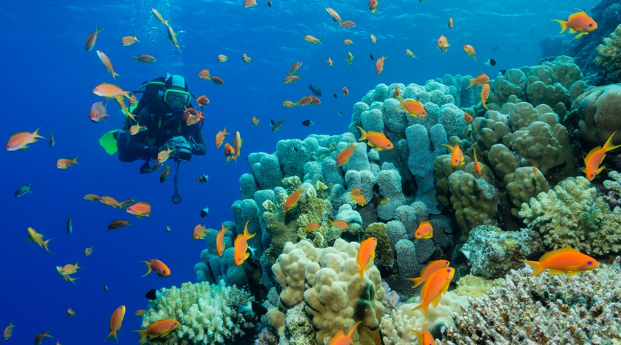 Plongée sous-marine : explorez les plus beaux spots pour admirer les fonds marins