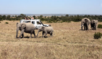 Faire du safari en Tanzanie : quels en sont les divers avantages ?