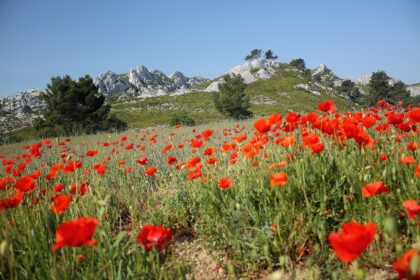 Partir en vacances dans les Alpilles : un séjour entre nature et patrimoine