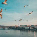 Top 5 des capitales européennes à visiter en hiver