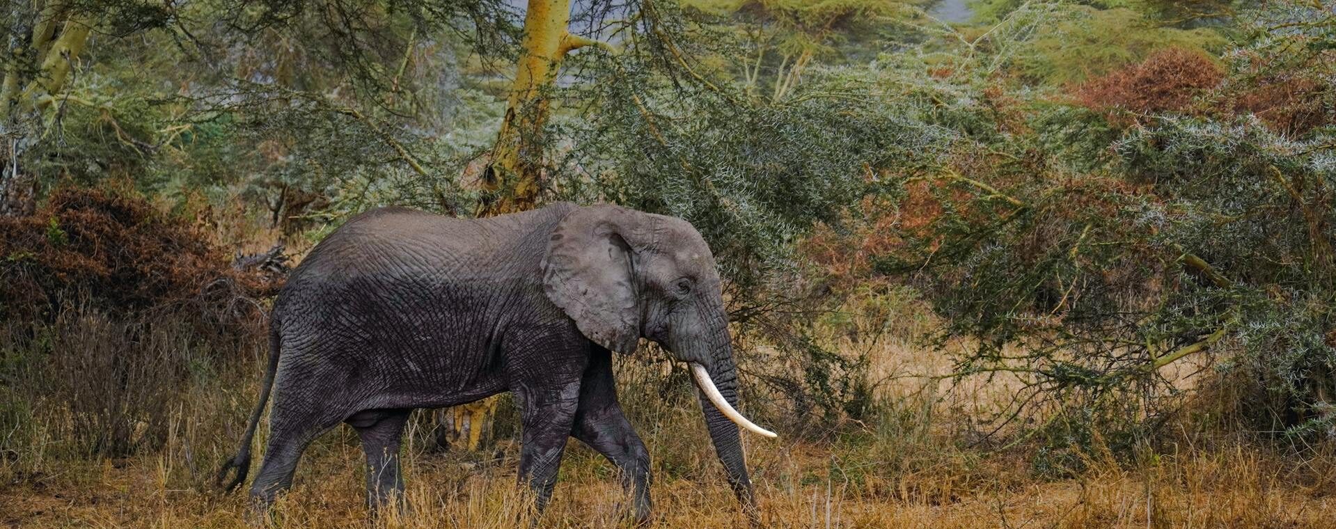Safari en Afrique ou en Asie : budget, saisons et exclusivité, le grand match 2026
