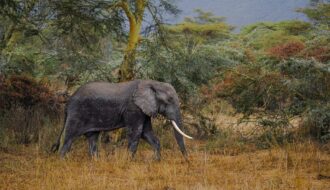 Safari en Afrique ou en Asie : budget, saisons et exclusivité, le grand match 2026