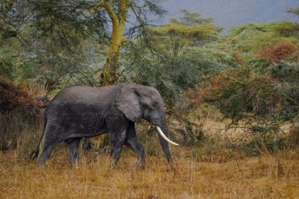 Safari en Afrique ou en Asie : budget, saisons et exclusivité, le grand match 2026