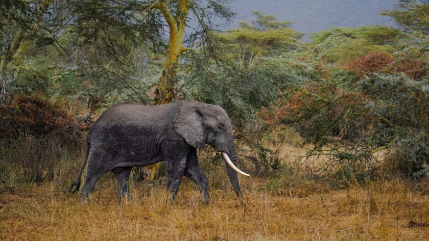 Safari en Afrique ou en Asie : budget, saisons et exclusivité, le grand match 2026