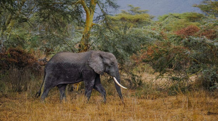 Safari en Afrique ou en Asie : budget, saisons et exclusivité, le grand match 2026