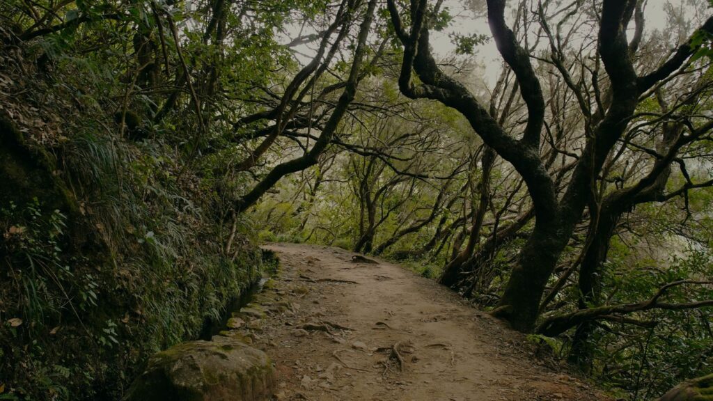 Chemin de randonnée en sous-bois dans la forêt de laurisilva