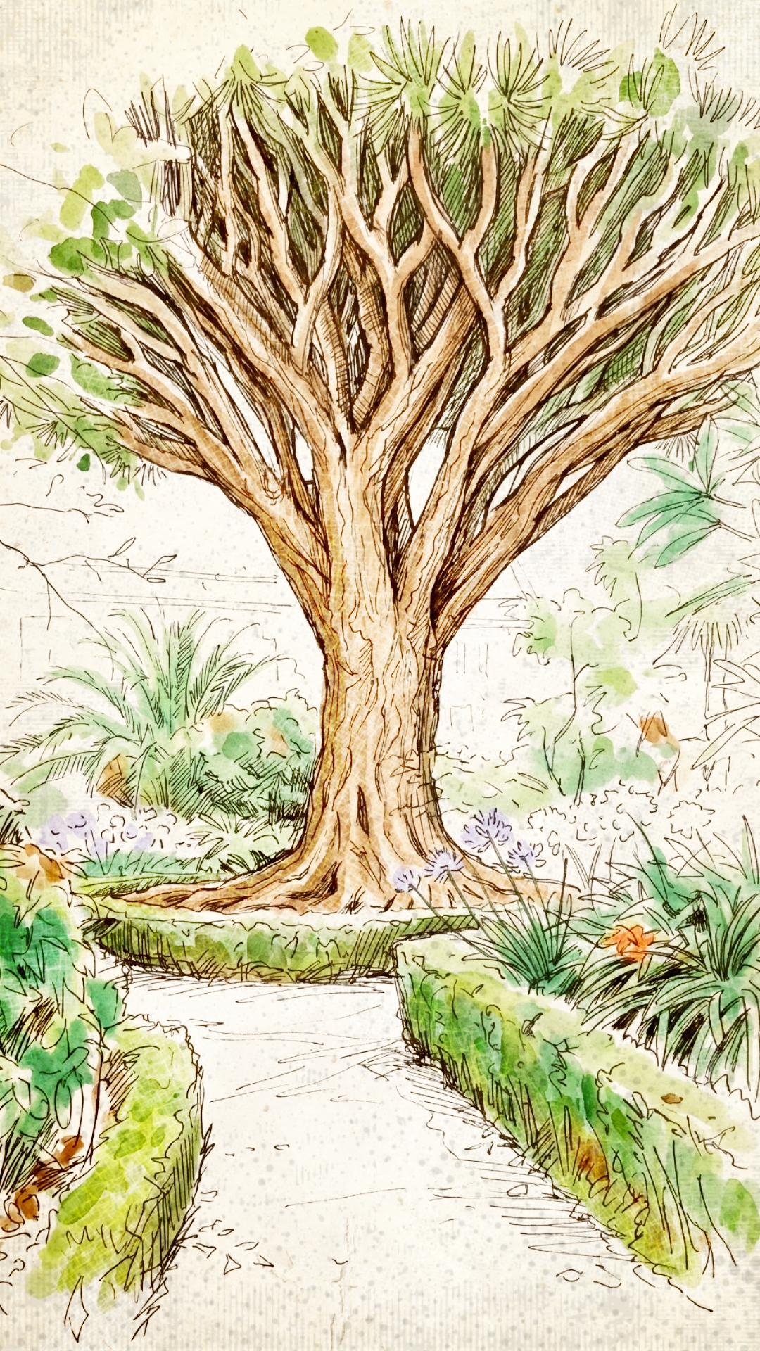 Illustration réalisée par Thierry du Drago Milenario à Icod de los Vinos, un des symboles des Ies Canaries et de Tenerife.