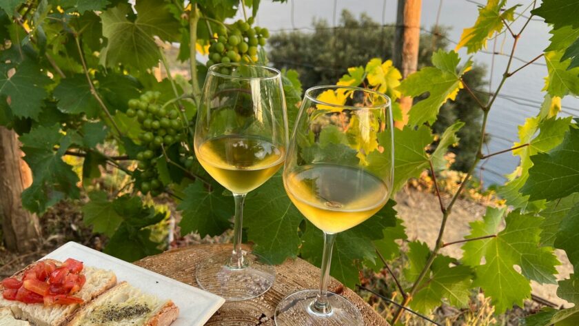 Le vin blanc de Tenerife : trésor volcanique et tradition viticole des Canaries