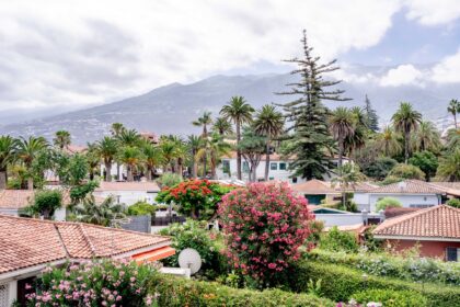 ue sur les toits d'Icod de los Vinos à Tenerife, avec végétation de palmiers et montagne en arrière-plan