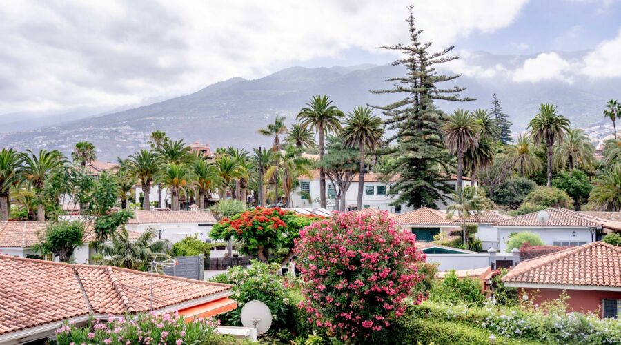 ue sur les toits d'Icod de los Vinos à Tenerife, avec végétation de palmiers et montagne en arrière-plan
