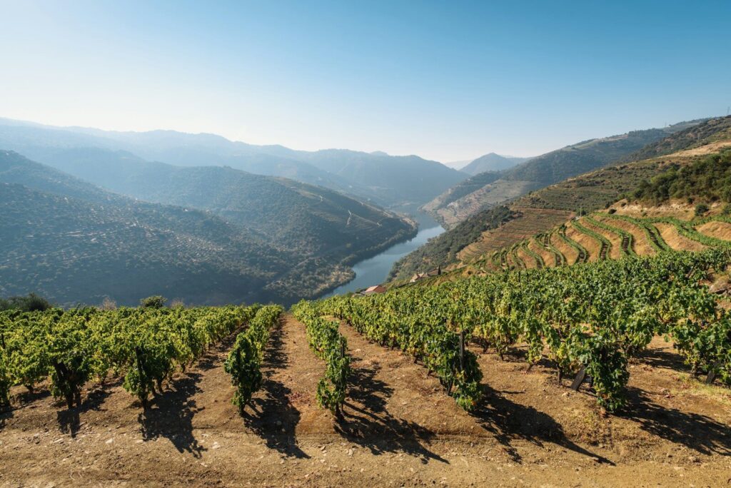 Vignes en terrasses sur les collines de la vallée du Douro surplombant le fleuve au Portugal